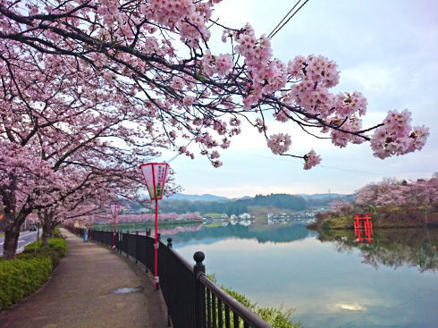 庄原市 上野公園の桜、上野池の遊歩道を散歩しながら楽しんで