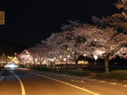 上野公園（庄原）桜並木をライトアップ、湖上の島もキラキラと