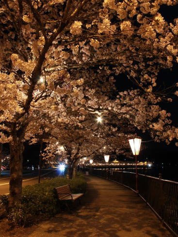上野公園（庄原）夜桜ライトアップ 画像4