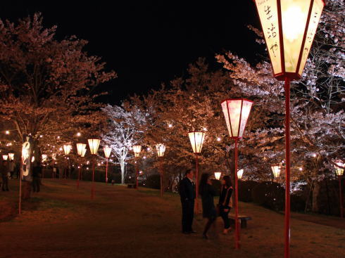 上野公園（庄原）夜桜ライトアップ 画像3