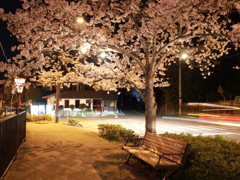 上野公園（庄原）夜桜ライトアップ 画像