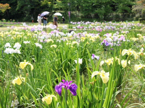 上下あやめ祭り（あやめ園）、広島県府中市に10万本咲き誇るスポット