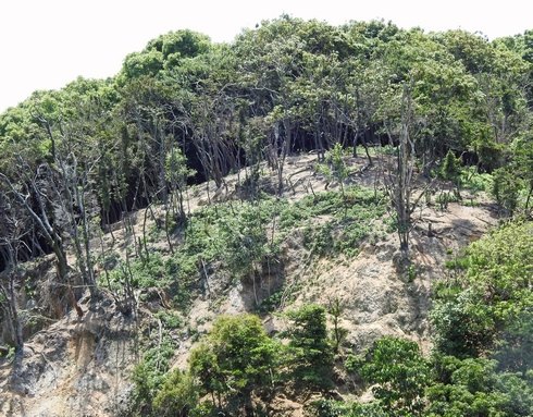 カワウの糞害で木が枯れた宮島の杉之浦2