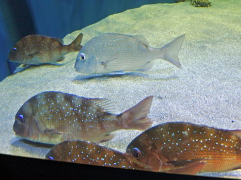 マリホ水族館 お魚