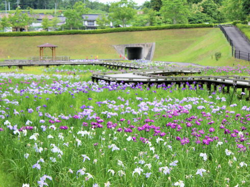 広島県立みよし公園、35000株の菖蒲園は隠れた和の散策道