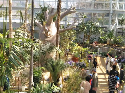 リニューアルした広島市植物公園の大温室の写真2