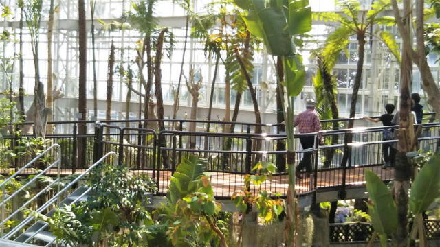 リニューアルした広島市植物公園の大温室