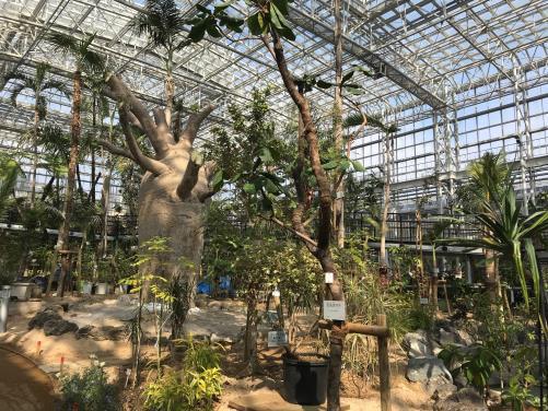 広島市植物公園に国内最大のバオバブ、大温室リニューアルで