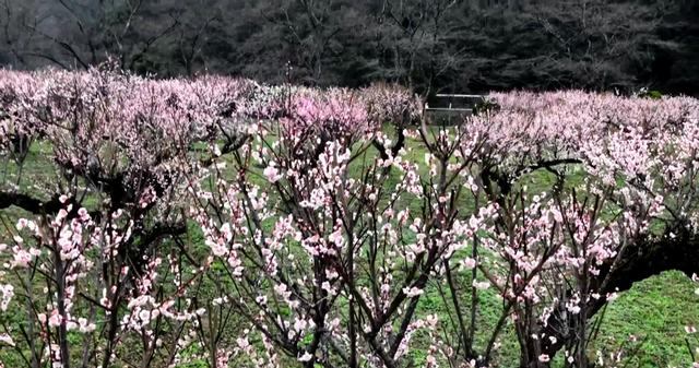 ヒロテック梅の里、3月上旬が例年の見頃