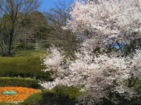 植物公園の桜 写真2