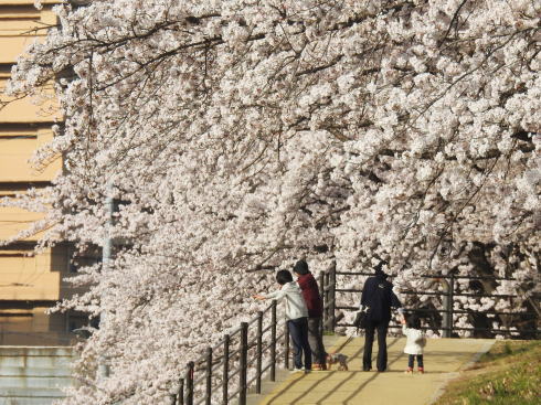 住吉堤防敷、桜並木のトンネルに包まれる廿日市お花見ストリート