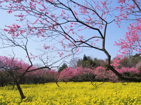 桃色の園、ラ・スカイファームの菊桃は今からが見ごろ!