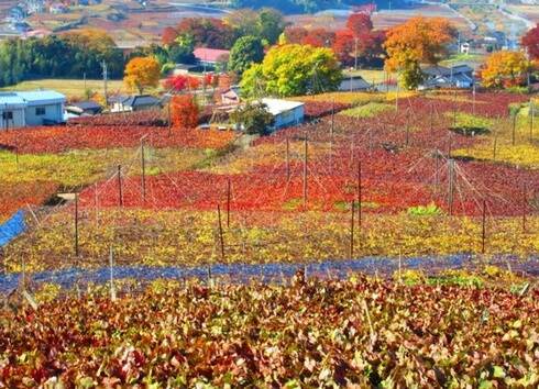 日本遺産 山梨県、葡萄畑が織りなす風景
