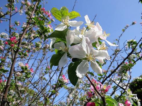 広島・渝華園の園内に季節の花々