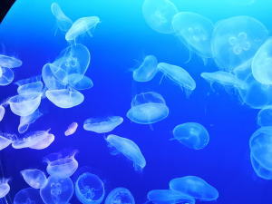 マリホ水族館 ムーンライトアクアリウム