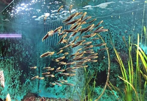 因島の水族館、福山大学マリンバイオセンター