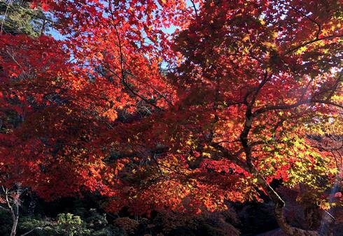 紅葉谷公園の紅葉がピーク