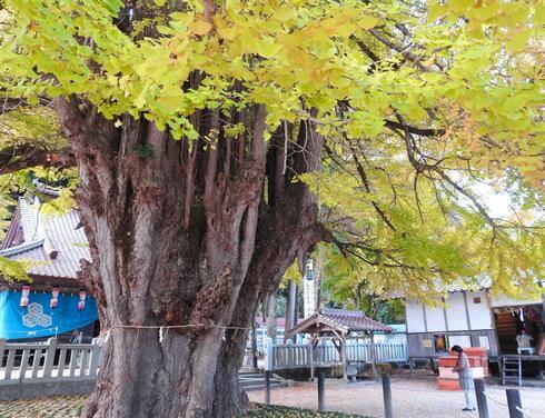 筒賀の大銀杏は広島県内でも屈指の巨木