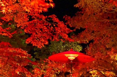 縮景園で紅葉ライトアップ、もみじまつり開催