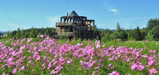 国営備北丘陵公園　花の広場 コスモス