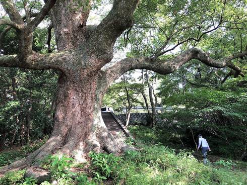 宇品灯台そばの巨大なクスノキ