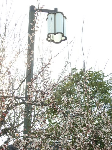 広島市・八木梅林公園、街灯も公園名にちなんで「梅の形」