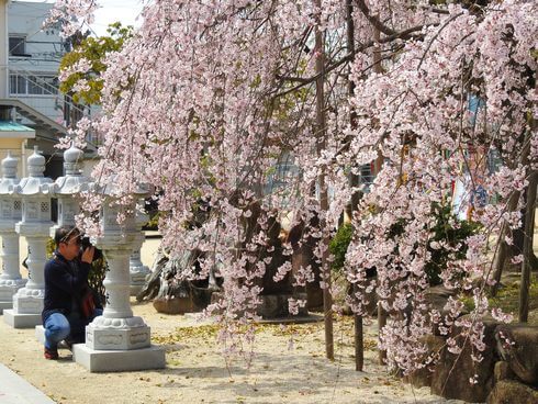 ふわり桜シャワー！観音神社のしだれ桜が満開