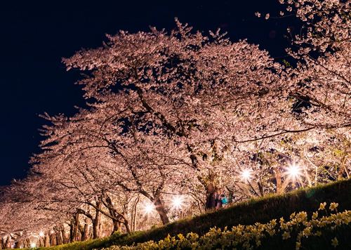 海田市駐屯地「桜まつり」で一般開放、花火の打上げも