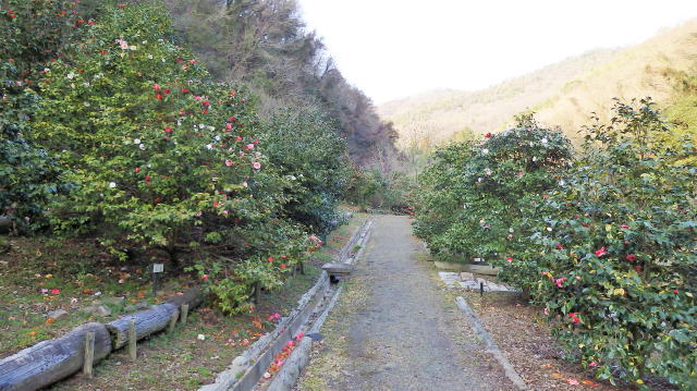 広島県福山市 平家谷つばき園 画像9
