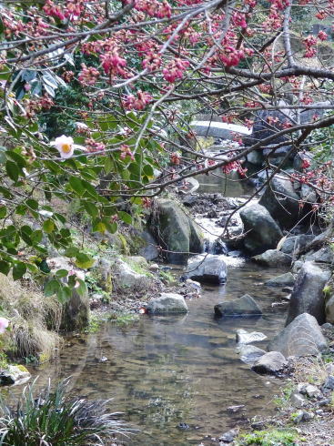 広島県福山市 平家谷つばき園 画像15