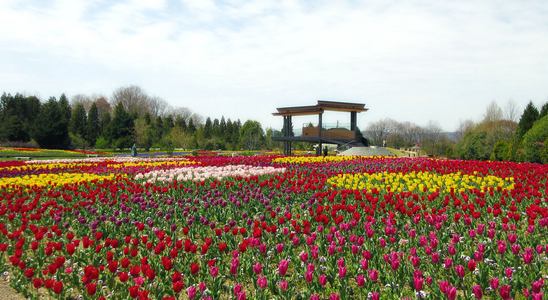 チューリップが満開で見頃!庄原で春の開花リレー、体験イベントも