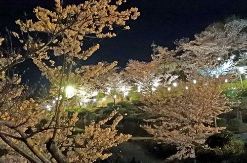 尾道・千光寺公園で夜桜ライトアップ！ボンボリ点灯は明け方まで