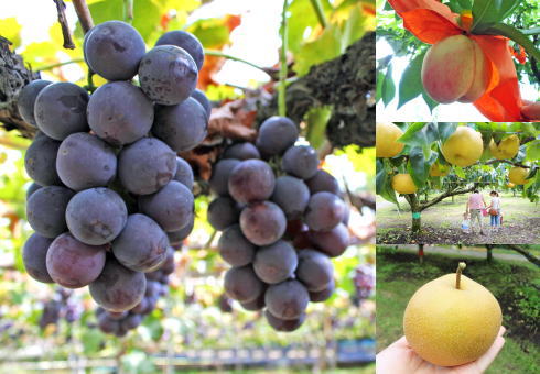 広島で果物狩りを楽しめる！梨・ぶどうなど秋の農園情報まとめ