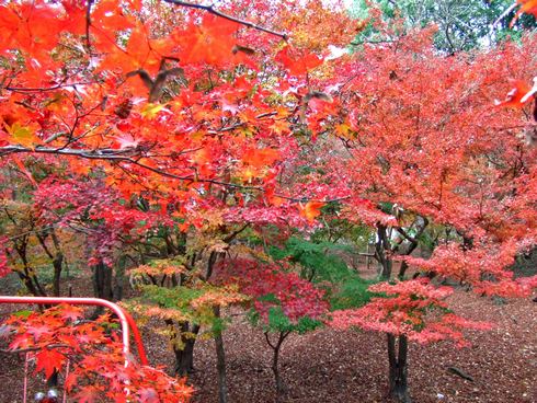 尾関山公園の紅葉 / 過去の様子