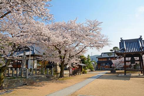 宝土寺の桜01