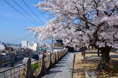 宝土寺の桜02