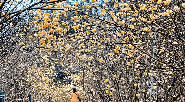 黄色の可愛いボンボン花、ミツマタが安芸高田で満開へ