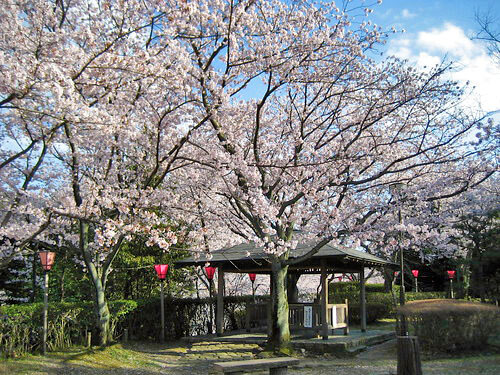大竹 亀居公園 桜 画像 19