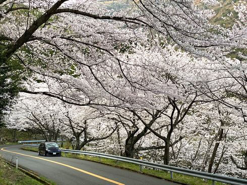 野呂山さざなみスカイライン、桜のトンネルが見頃へ
