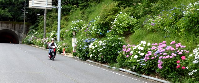 呉あじさいロード、カラフル紫陽花が400m続く 呉市長谷町の風景