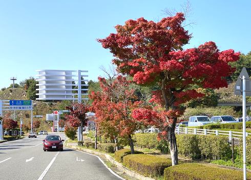 広島空港駐車場の紅葉