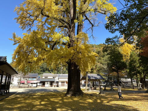 福山市 素盞嗚神社の紅葉したイチョウ 画像5