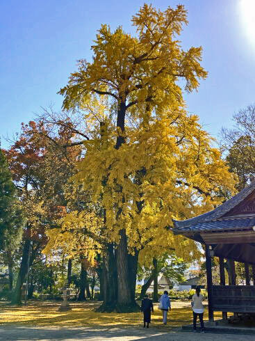 福山市 素盞嗚神社の紅葉したイチョウ 画像10