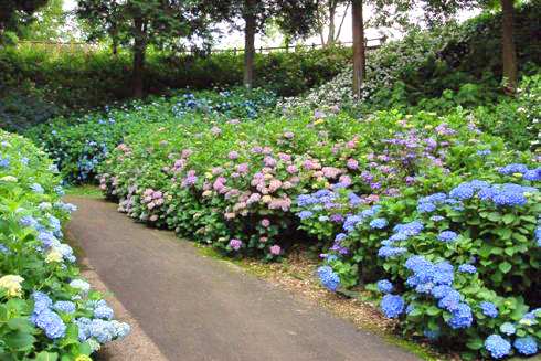 国営備北丘陵公園 アジサイ園