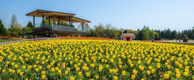 国営備北丘陵公園　花の広場 チューリップ