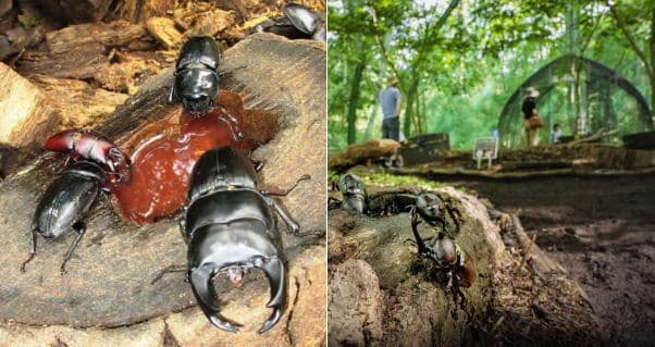 国営備北丘陵公園　カブトムシドームとクワガタハウス