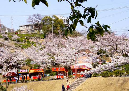 千光寺公園　桜