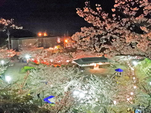 千光寺公園 展望台からの桜の風景