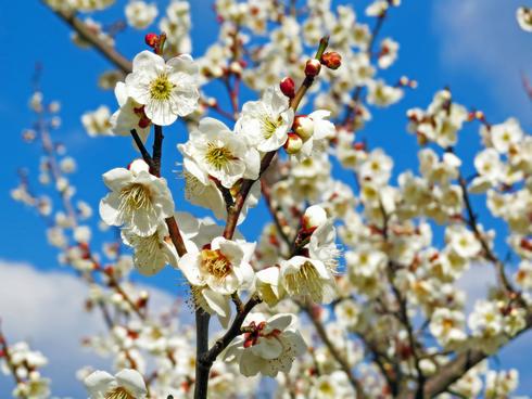 満汐梅林 花見まつり、2haの広々園内でゆったりお花見散歩
