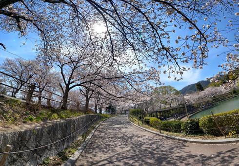 府中公園の桜が満開